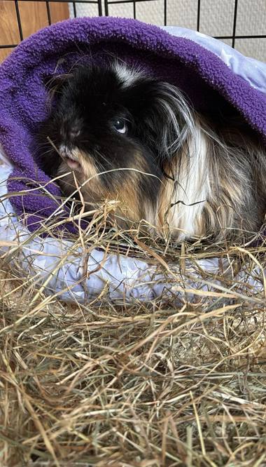 Cavia bij Caviavakantie Epe